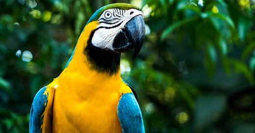 What Do Macaws Eat? 11  of Their Favorite Foods