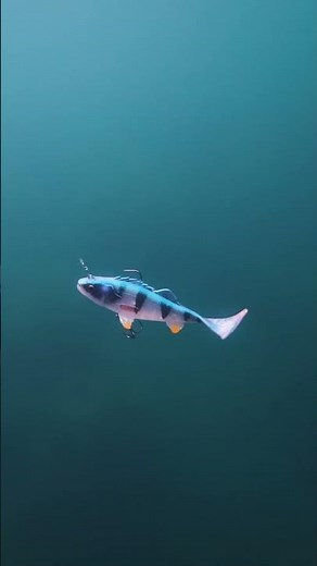 Blue Perch in Open Water 💙 #3DPerch RTF #swimbaits #shorts #fishing