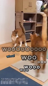 The Chosen One.. Cat: Unknown - DM for credit/removal Voice-Overs and edits: Me 👋🏻😊 . Encouraging positive mental health, one cat video day at a time. Subscribe to my Patreon Http://Patreon.com/ManicPixieCatLady or say hiiee to help support my channel 💜 And don't forget to check out my shop: http://Manicpixiecatlady.com/shop . . #animalvoiceover #catvideos #funnycats #cats #catlady #manicpixiecatlady #catmemes #trendingcats #catvoiceover #catmom | Manic Pixie Cat Lady