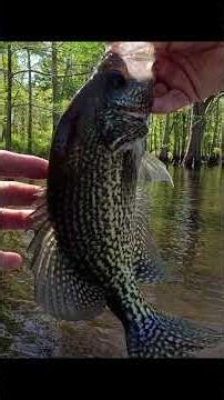 another Dandy Spawning Crappie ❗ Spring Crappie Fishing