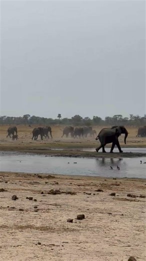 Do elephants run??? No!!! Elephants just walk fast...see how a herd was hurrying for weekend party...incredible sighting to see these Earth's gentle giants on a move❤️🐘 Ever imagined, dreamt...savouring truly magical moments with African giants? Waking up to a special moment in the aura of #elephants🐘 is one of the most magical moments you can ever experience 🐘🐘🐘 Let's talk and plan your safari now 🎥 Scotthymanphoto #africansafari #saveelephants #adventurelove #bucketlistexperience #beauti