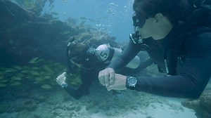 32K views · 303 reactions | Nicknamed the "Monster" these automatic dive watches have unique shapes with grooved edges resembling teeth. [Sponsored] | Scuba Diving Magazine | Facebook