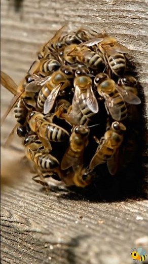 How Bees Kill a Wasp 🐝⚔️ (Nature’s Defense) #beehive #usa #animalfacts