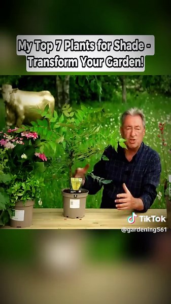 How to Start a Raised Bed Vegetable Garden