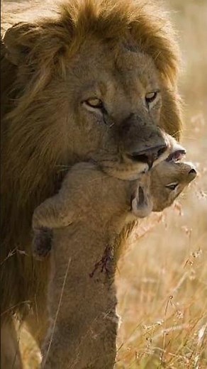 Why Do Lions Kill Cubs? #shortsvideo #shorts #lion