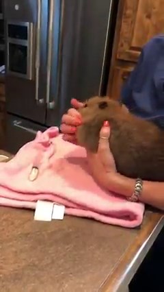 This wrestling baby beaver over her milk during feeding time it's the most wholesome thing you have ever seen! Super cute! | Rumble