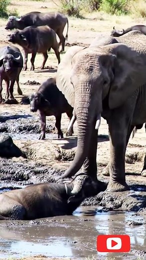 elephant help #viral
