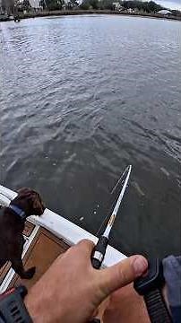 Fishing tips for clean water sheepshead. All of this and much more in the new YouTube video out now