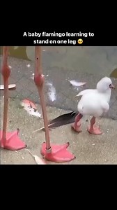 It's Pink Flamingo Day! Did you know that when baby flamingo chicks are born, they are almost completely white? They get their signature pink color from their mother's crop milk, and eventually, their own diet To nourish her young, a mother flamingo's feathers are drained of some color their flock! | Flamingo Cute Birds