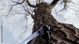 A sprout, connected to a tube system, tapped into a maple tree to collect raw sap (a process known as sugaring). Industrial maple syrup production. Below handheld detail shot.