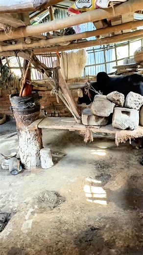 Pure mustard oil made by bull-powered traditional ghani 🐂💛