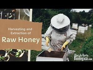 Harvesting and Extraction of Raw Honey