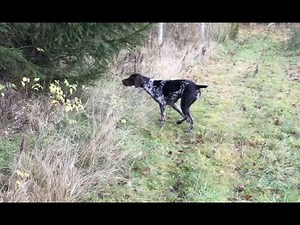 German Shorthaired Pointer learning to flush game on command