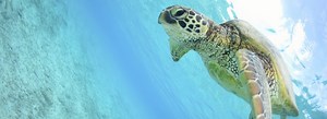 Sea Turtle Conservation