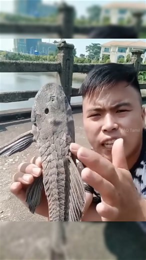 ஏன் இந்த மீன்களை மண்ணில் புதைக்கிறார்கள்? 😳 | Invasive Catfish Danger Explained