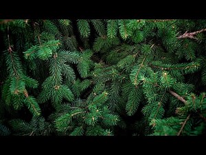 How to dispose or recycle your live Christmas tree