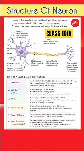 Structure of Neuron | CLASS 10