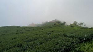 Tea Garden, Tea, Field. Free Stock Video