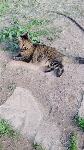 Tigger and Pumpkin sibling rivalry #cat