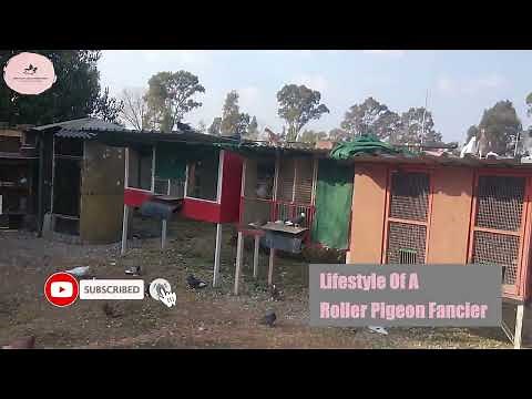 FLYING ROLLER PIGEONS