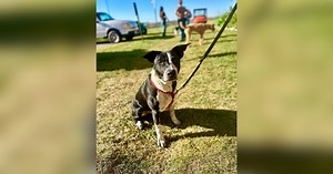 'Pawsitive Partners' allows inmates to train adopted dogs