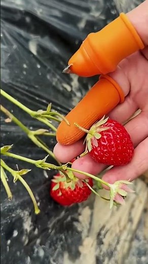 🌿 6 Smart Garden Tools You’ll Wish You Had Sooner | Genius Gadgets for Home & Yard 🌞