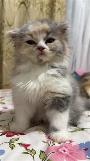 Flatchest Kitten Syndrome: Mengapa Nafas Kencang Saat Dikasih Korset