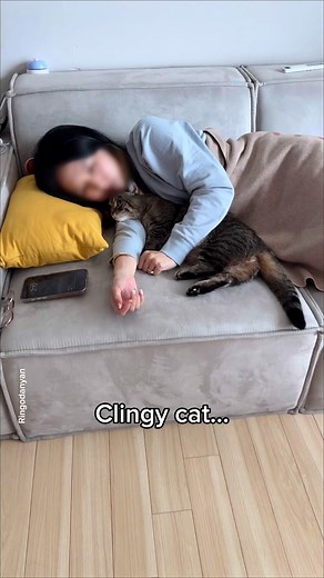 10 Signs Your Cat is Clingy | Funny Animal Compilation