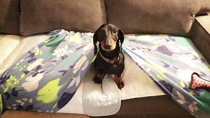 597K views · 19K reactions | Just when you thought it was safe to sit on the couch...... | Old Friends Senior Dog Sanctuary | Facebook