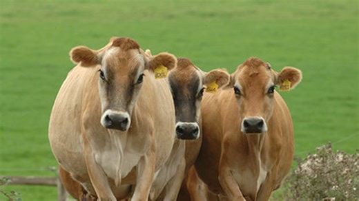 USDA provides $1 billion in relief for livestock producers amid wildfires, flooding