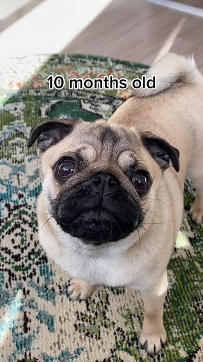 Before and After: Adorable Baby Pugs Transformation