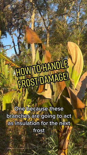 Effective Solutions for Frost Damage in Florida Gardens