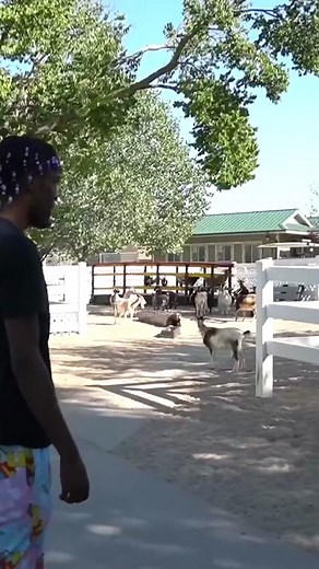 Understanding Animal Behavior in the Wild