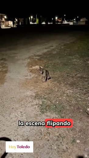 Imágenes impactantes: Un lince ibérico corta el paso a un vecino en plena provincia de Toledo.