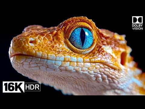 Planet of Animals 16K Video ULTRA HD | Scenic Wildlife 16K HDR at 60FPS | Dolby Vision
