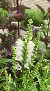 2.5K views · 50 reactions | Physostegia virginiana is also known as "obedient plant" for the way that the flowers can be moved and will stay put.  Horticulturist Liz | Maymont | Facebook