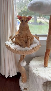 The art of looking cute while doing nothing- Keebler has that one mastered! | Oriental Cat Squad
