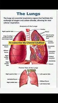 The Lungs