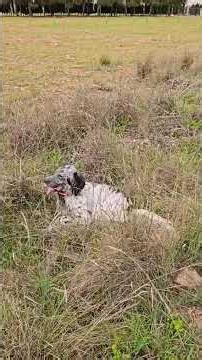 Setter de muestra!!! #setter #caza #cazamenor