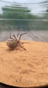12K views · 33 reactions | Witness a surprising clash in the wild as a quick lizard attacks a defensive spider on the ground. The moment is fast, natural, and captured clearly like a real wildlife encounter. AI Short Wildlife Clip. #LizardVsSpider #WildlifeFight #NatureVideo #AnimalBattle #RealWildlife #TrendingVideo #AIVideo #ViralClips | Insect Planet | Facebook