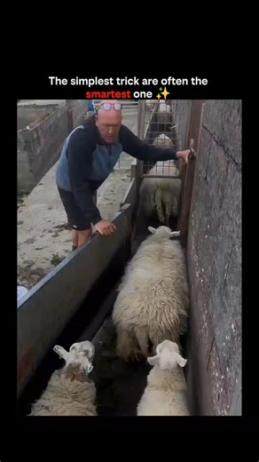Cover Sphere on Instagram: "The video depicts a lone shepherd in rural Ireland efficiently directing unmarked sheep into one pen and green dye-marked ones into another using vocal cues and gentle prods, transforming chaotic herding into a rhythmic, ASMR-like display of mastery over motion. Shared by @NoContextHumans, an account curating surreal human clips since 2019 with millions of followers, this post taps into the viral appeal of "satisfying" animal husbandry videos, garnering 5M+ views and