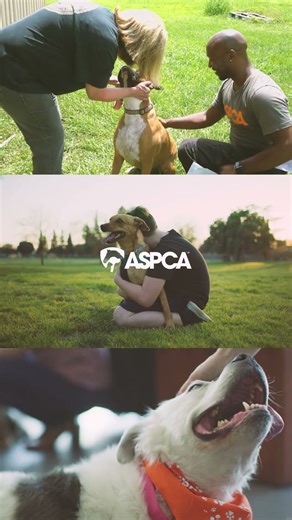 Thank you for helping over 142,000 animals.