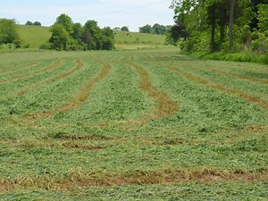 Hay Moisture Levels: How Wet Is Too Wet?