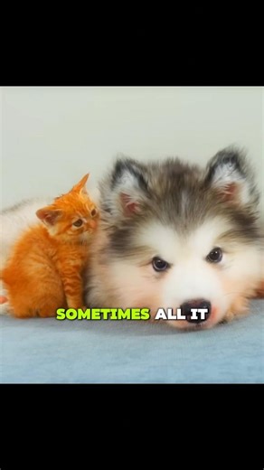 Kitten Was Scared of This Puppy… Now They Can’t Be Apart 🐶🐱💛