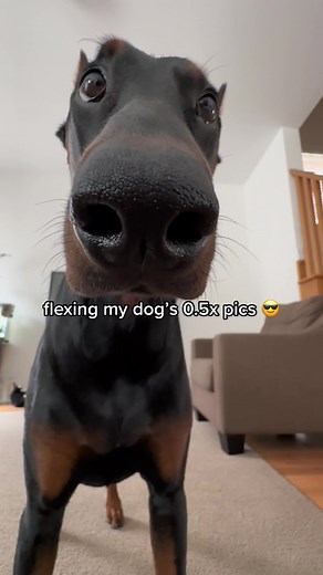 Red Nose Doberman Pinscher