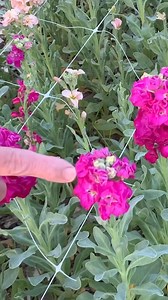 Knowing “where” to sell changes the game of flower farming. Comment SALES 101 and I’ll DM the link to attend my free live masterclass on 14 sales channels options: “Where To Sell Cut-Flowers: Finding The Best Markets For Your Flower Farm” This is about so much more than just knowing where to sell your flowers… “Knowing” reduces anxiety levels everyday of your business life Finding the right sales channel fits for your farm means that you’re gonna be moving flowers quickly. This eliminates tasks 