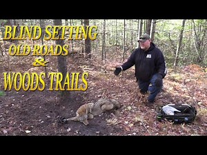 How to blind set coyotes in big timber on woods trails and old roads