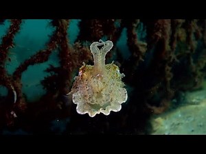 Mesmerising Camouflaged Cuttlefish Caught Shapeshifting