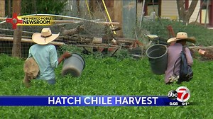 Chile harvest starts early for southern New Mexico farmers