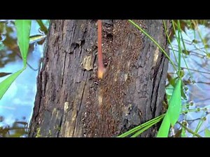 River of African Safari Ants Guarded by the Soldier Ants 🐜🐜🐜